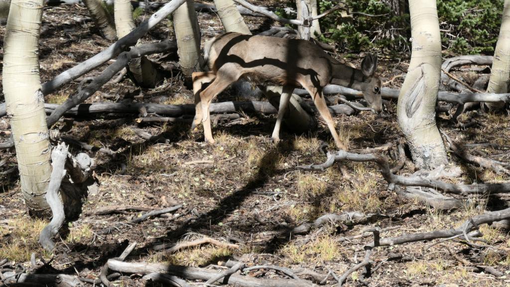 8189 - 20200929 Great Basin Wheeler Peak