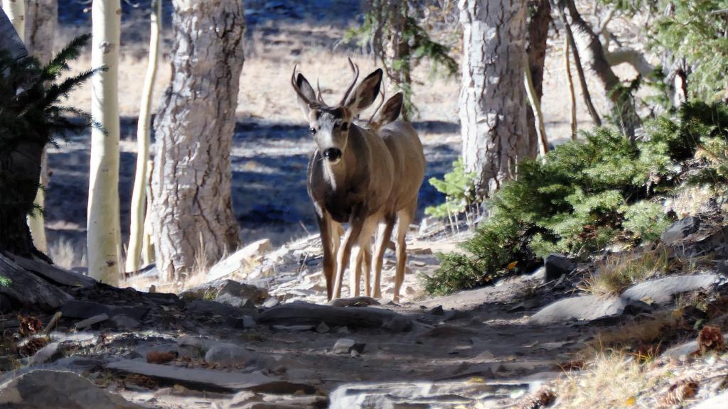 8191 - 20200929 Great Basin Wheeler Peak