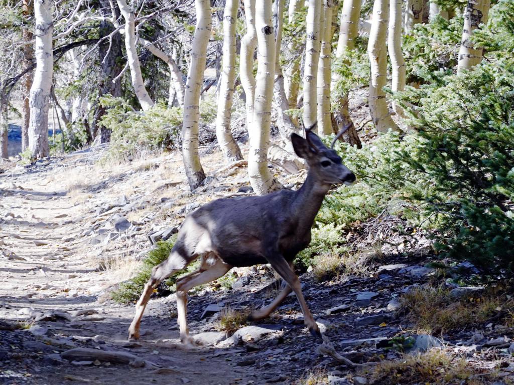 8194 - 20200929 Great Basin Wheeler Peak