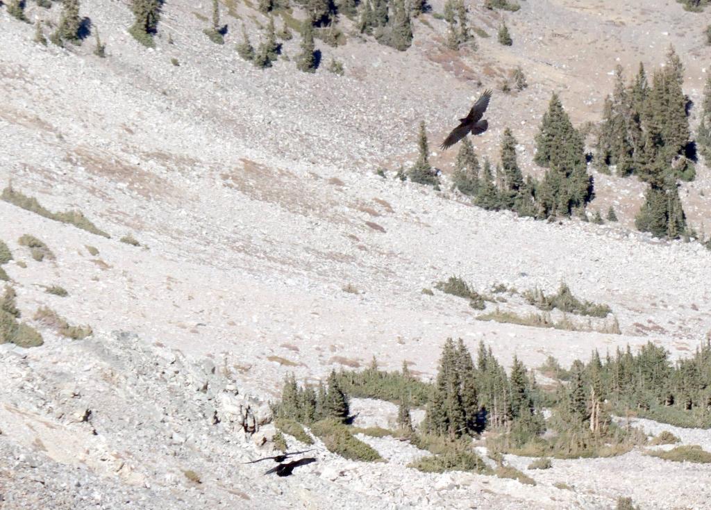 8223 - 20200929 Great Basin Wheeler Peak