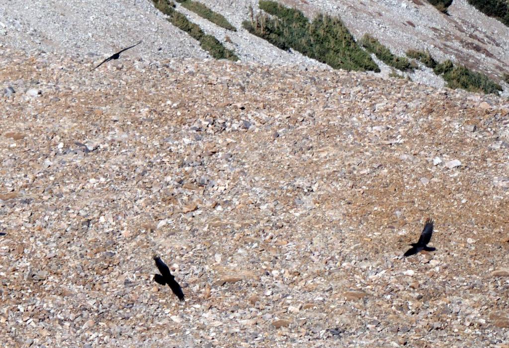 8224 - 20200929 Great Basin Wheeler Peak