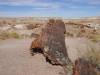 アルバム: 2020-11-02 - Day03 Petrified Forest to Albuquerque