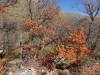 2270 - 20201114 Guadalupe Mountains NP