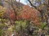 2271 - 20201114 Guadalupe Mountains NP