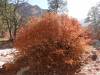 2289 - 20201114 Guadalupe Mountains NP