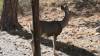 2296 - 20201114 Guadalupe Mountains NP