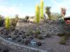 9102 - 20201122 Desert Botanical Garden