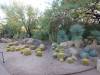 9103 - 20201122 Desert Botanical Garden