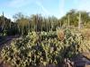 9106 - 20201122 Desert Botanical Garden