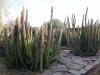 9107 - 20201122 Desert Botanical Garden