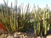 9117 - 20201122 Desert Botanical Garden