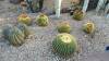 9122 - 20201122 Desert Botanical Garden