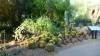 9123 - 20201122 Desert Botanical Garden