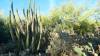 9125 - 20201122 Desert Botanical Garden