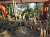 9127 - 20201122 Desert Botanical Garden