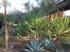 9130 - 20201122 Desert Botanical Garden