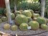 9132 - 20201122 Desert Botanical Garden
