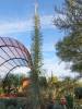 9138 - 20201122 Desert Botanical Garden