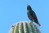 9147 - 20201122 Desert Botanical Garden