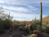 9155 - 20201122 Desert Botanical Garden