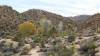 9826 - 20201122 Joshua Tree NP