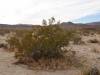 9829 - 20201122 Joshua Tree NP