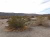 9839 - 20201122 Joshua Tree NP