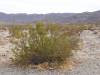 9840 - 20201122 Joshua Tree NP
