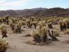 9844 - 20201122 Joshua Tree NP