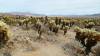 9849 - 20201122 Joshua Tree NP