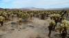 9851 - 20201122 Joshua Tree NP