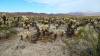 9854 - 20201122 Joshua Tree NP