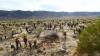 9858 - 20201122 Joshua Tree NP