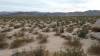 9867 - 20201122 Joshua Tree NP