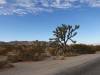 9873 - 20201122 Joshua Tree NP