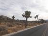 9886 - 20201122 Joshua Tree NP