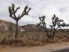 9887 - 20201122 Joshua Tree NP