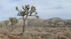 9892 - 20201122 Joshua Tree NP