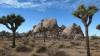 9895 - 20201122 Joshua Tree NP