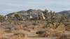 9899 - 20201122 Joshua Tree NP