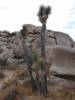 9902 - 20201122 Joshua Tree NP