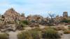 9922 - 20201122 Joshua Tree NP