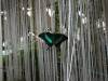 107 - 20211114 Dubai Butterfly Garden