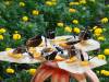 112 - 20211114 Dubai Butterfly Garden