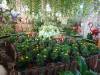 113 - 20211114 Dubai Butterfly Garden