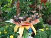 114 - 20211114 Dubai Butterfly Garden