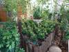 121 - 20211114 Dubai Butterfly Garden