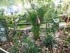 124 - 20211114 Dubai Butterfly Garden