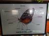 125 - 20211114 Dubai Butterfly Garden