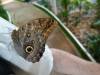 126 - 20211114 Dubai Butterfly Garden